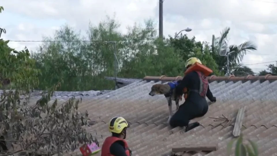 VÍDEO: voluntário chora ao encontrar seu próprio cãozinho ilhado no RS; assista