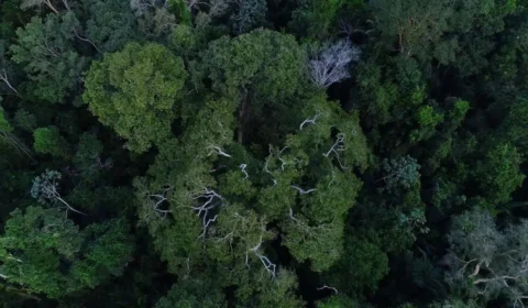 Amazônia: ‘Arco da Restauração’ pode gerar até 10 milhões de empregos