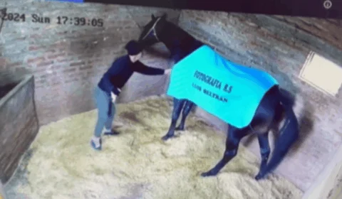 VÍDEO: brasileiro mata cavalo de R$ 150 mil envenenado na Argentina
