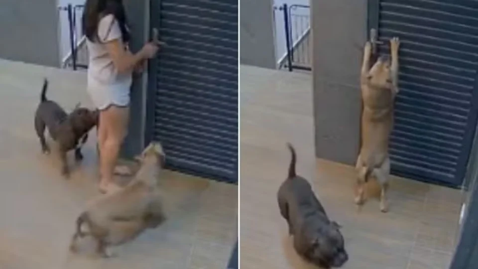 VÍDEO CURIOSO: mulher fica 1 hora presa após cachorra trancar a porta