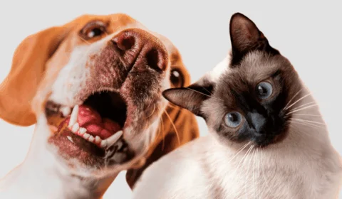 Pets: 5% de multas ambientais poderão ser destinados para castração