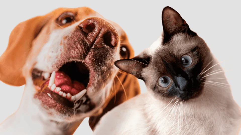 Pets: 5% de multas ambientais poderão ser destinados para castração