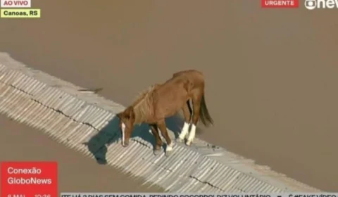 VÍDEO TRISTE: cavalo é visto ilhado em cima de telhado no Rio Grande do Sul