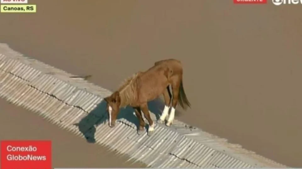 VÍDEO TRISTE: cavalo é visto ilhado em cima de telhado no Rio Grande do Sul