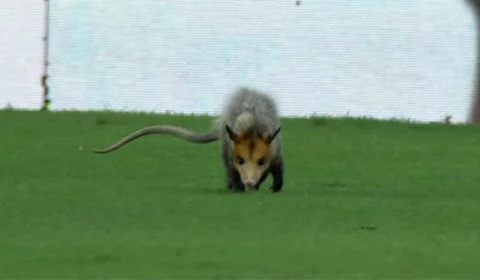 VÍDEO: Gambá rouba a cena no jogo entre Flamengo e Amazonas