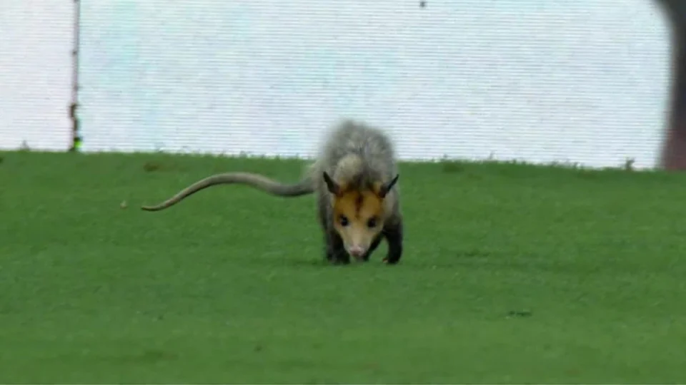 VÍDEO: Gambá rouba a cena no jogo entre Flamengo e Amazonas