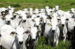 Governo celebra fim da febre aftosa sem a vacinação animal