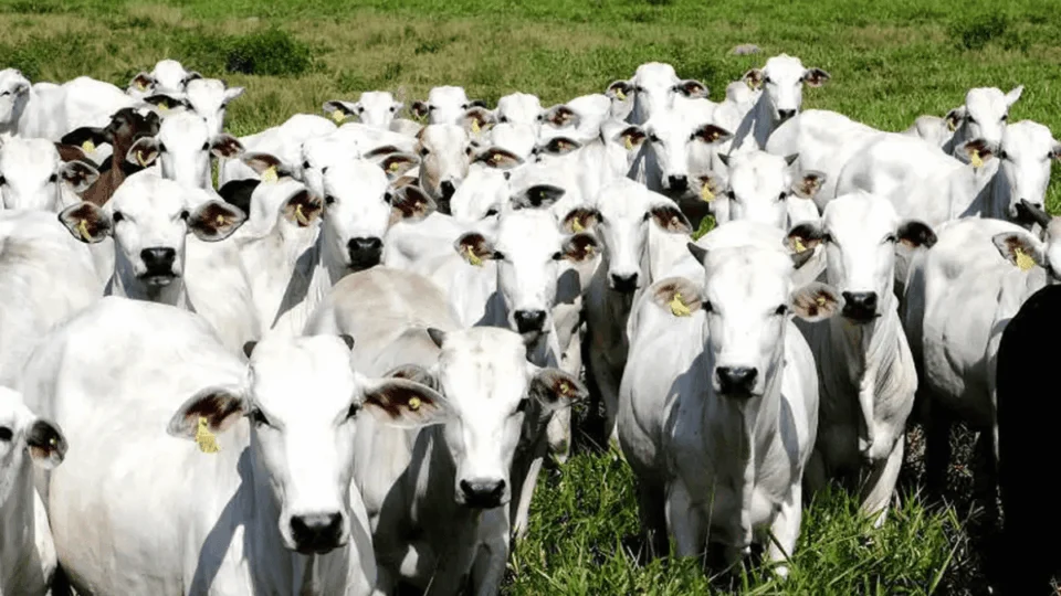 Governo celebra fim da febre aftosa sem a vacinação animal