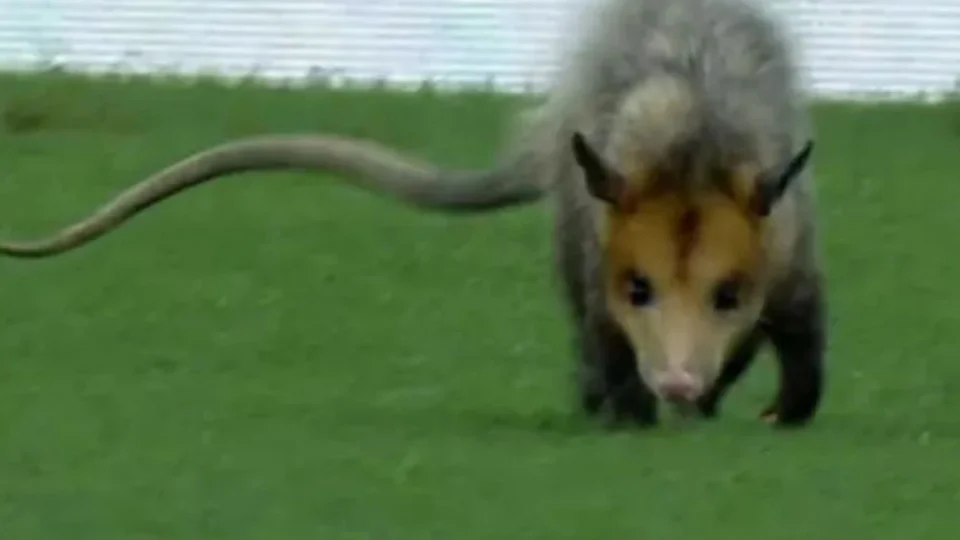 Vídeo mostra gambá ‘passeando’ no jogo Amazonas x Flamengo