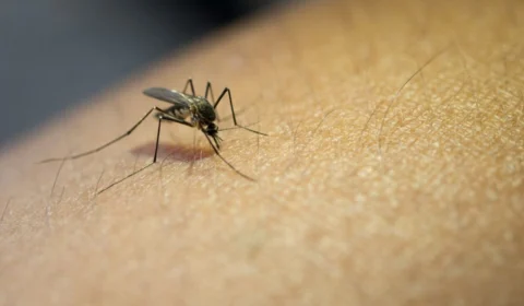 Amazonas registra quase 6 mil casos suspeitos de doenças transmitidas por mosquitos em 2025
