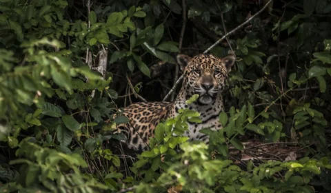 Polícia Militar resgata 1.501 animais silvestres em estradas do DF
