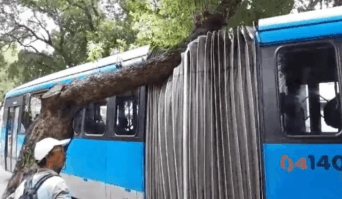 Ônibus fica preso em árvore no Centro de Manaus