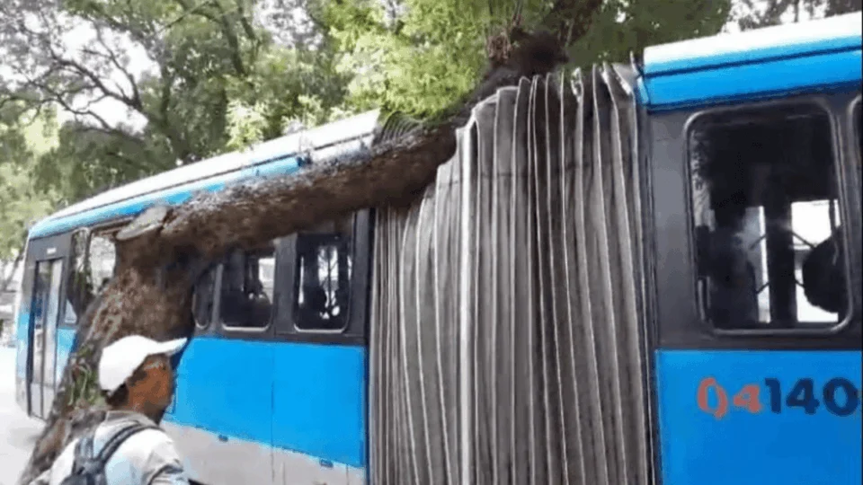 Ônibus fica preso em árvore no Centro de Manaus