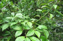 Ora-pro-nóbis cura quais doenças? Veja dicas de preparo