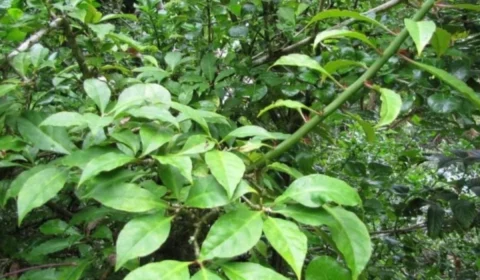 Ora-pro-nóbis cura quais doenças? Veja dicas de preparo