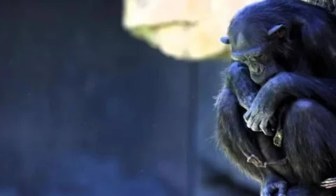 Chimpanzé em zoo se recusa deixar filhote que morreu há 3 meses