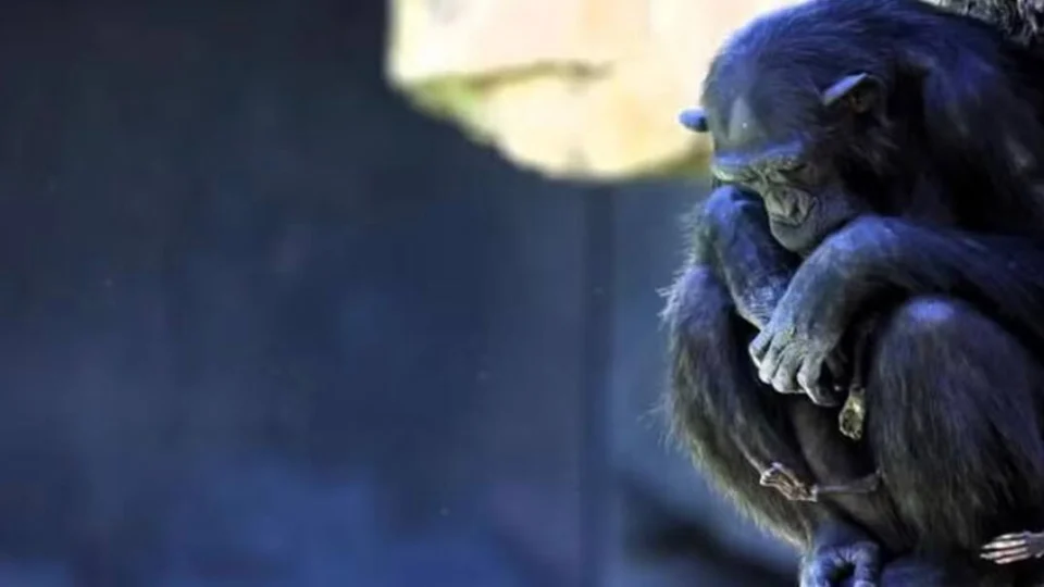 Chimpanzé em zoo se recusa deixar filhote que morreu há 3 meses