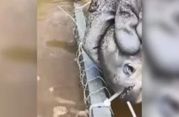 VÍDEO: piranha corta com os dentes armadilha de pesca