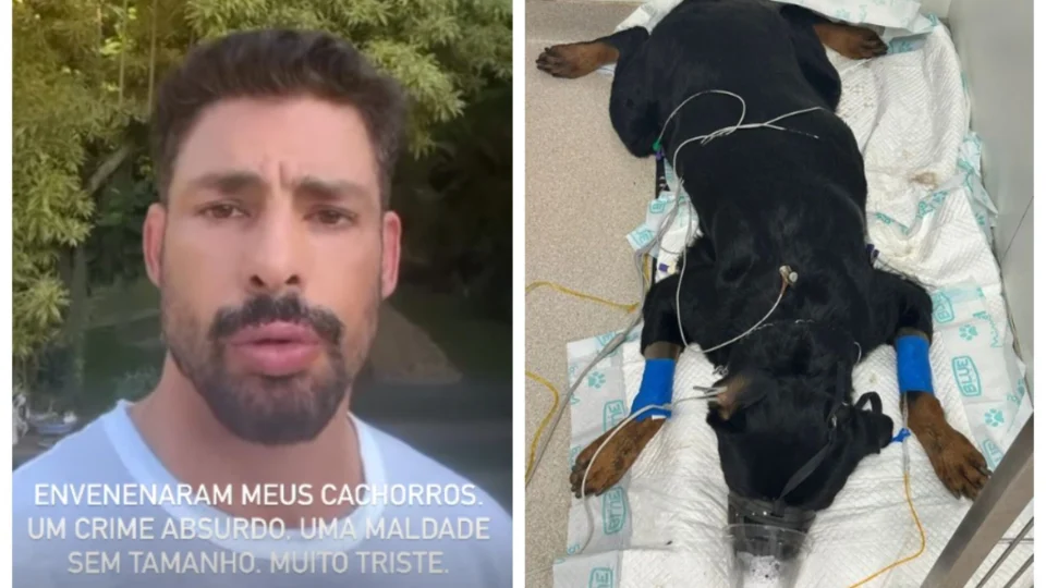 VÍDEO: cachorros de Cauã Reymond foram envenenados na casa dele