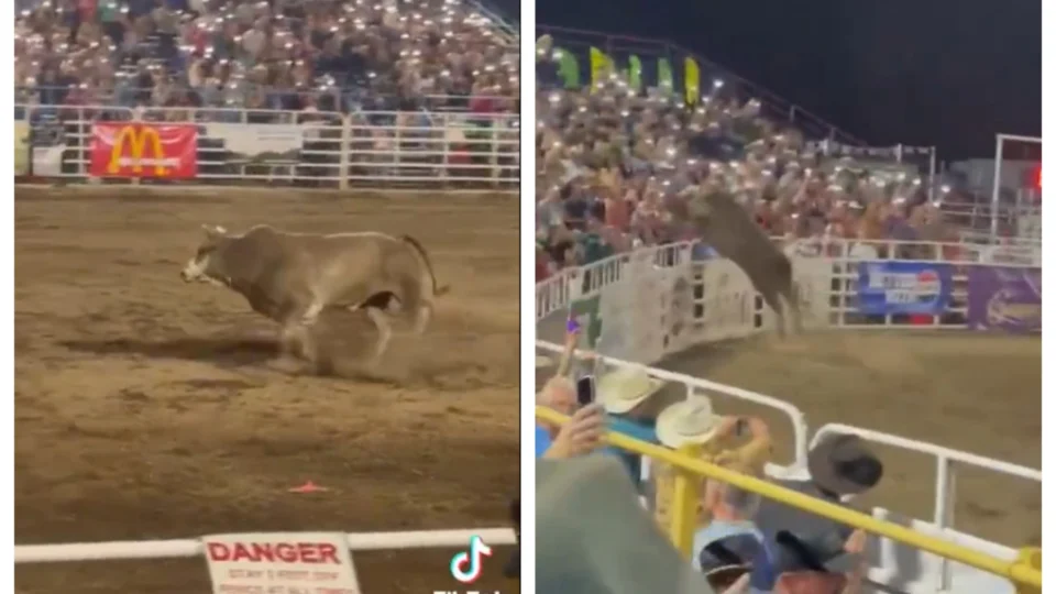 VÍDEO: touro pula cerca e fere quatro pessoas em rodeio nos EUA