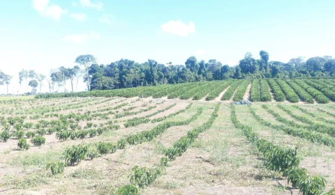 Alto Acre inicia colheita de café na mais recente cadeia produtiva da região