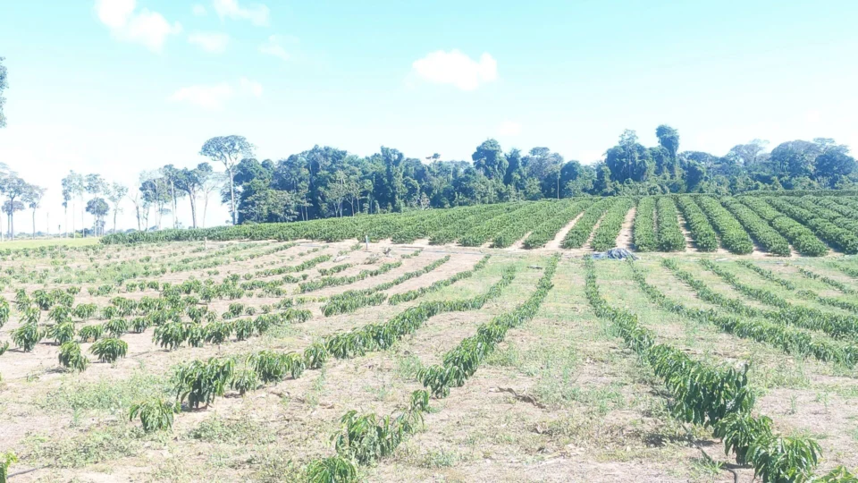 Alto Acre inicia colheita de café na mais recente cadeia produtiva da região