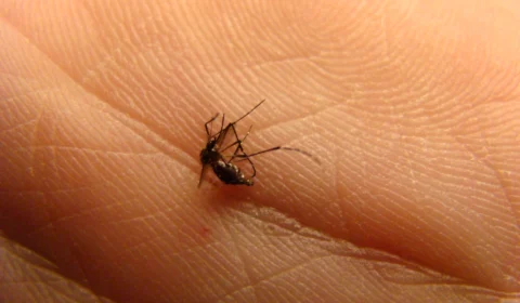 Dengue: DF registra mais de 400 mortes pela doença em 2024