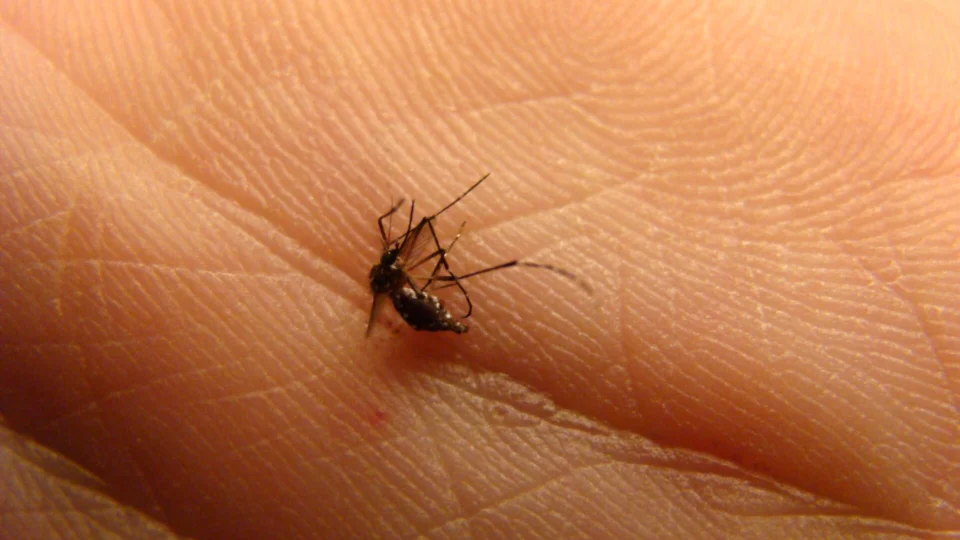 Dengue: DF registra mais de 400 mortes pela doença em 2024