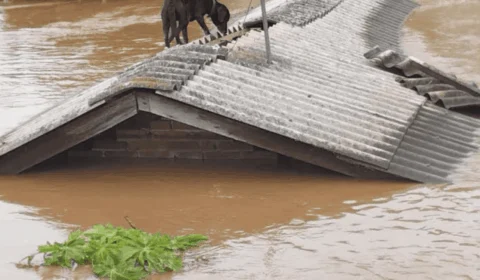 40 animais ganham novas famílias no DF após resgate no RS