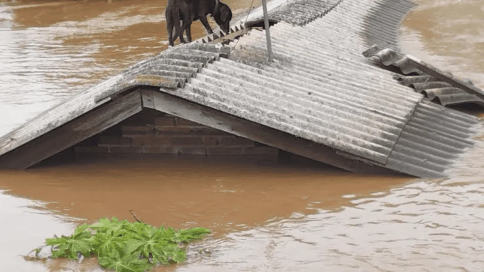 40 animais ganham novas famílias no DF após resgate no RS