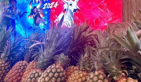 Abacaxis são distribuídos para visitantes no Festival de Parintins