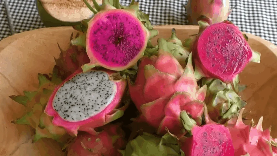 Fruta exótica: Plantação de pitaya transforma realidades e gera emprego no Tocantins