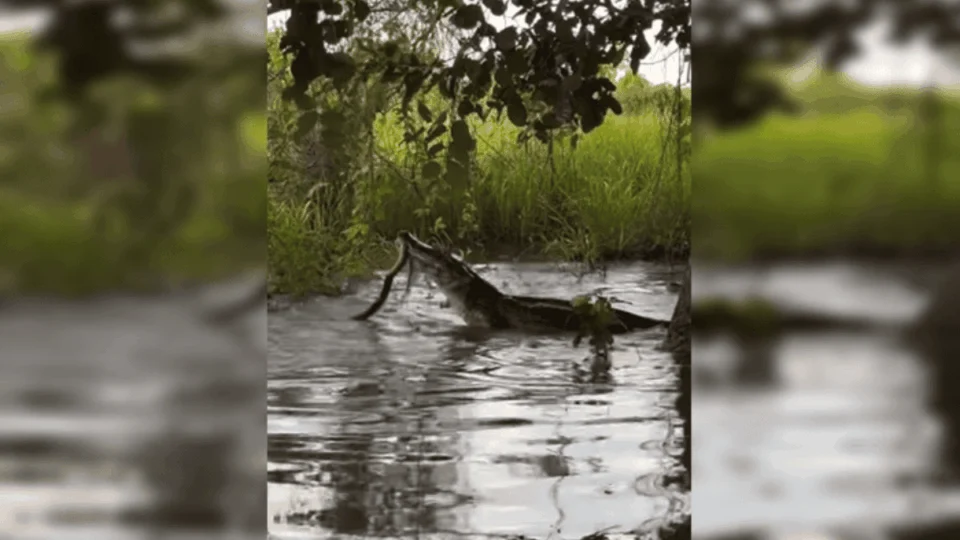 VÍDEO: jacaré e sucuri brigam por mais de 2 horas em rio do Pantanal