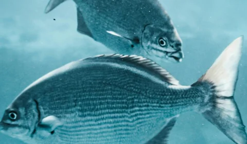 ‘Dentes de humano’: nova espécie de peixe é encontrada na Amazônia