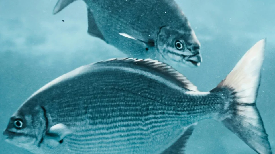 ‘Dentes de humano’: nova espécie de peixe é encontrada na Amazônia