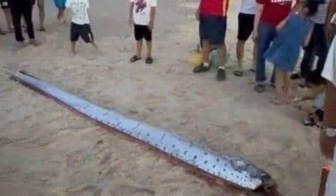 Peixe-remo encontrado em praia pode ser mau presságio; veja motivo