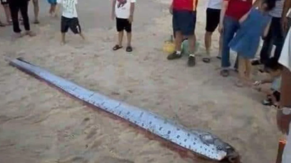 Peixe-remo encontrado em praia pode ser mau presságio; veja motivo