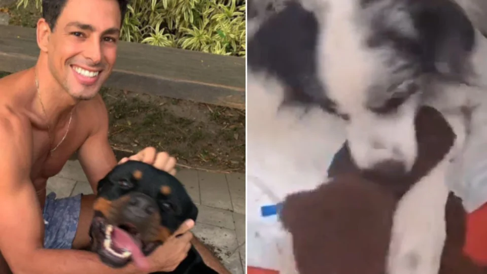 Em vídeo, Cauã Reymond mostra cachorra que sobreviveu após envenenamento