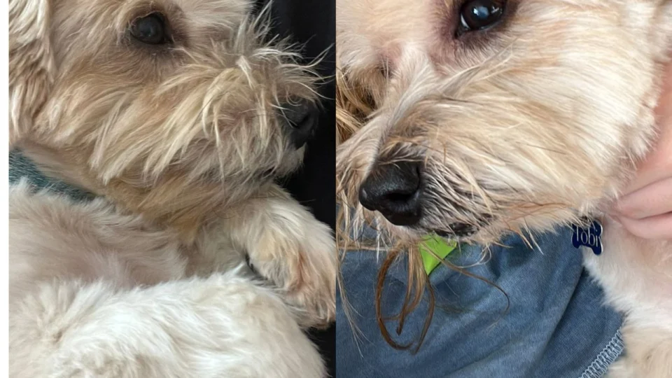 Após fugir, cachorro é sequestrado e homem cobra para devolver ao dono