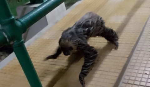 Bicho-preguiça é flagrado ‘passeando’ por Universidade do Amazonas