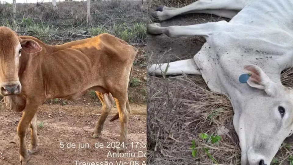 Mais de 6 mil bois morrem por falta de pasto em Roraima e governo decreta emergência