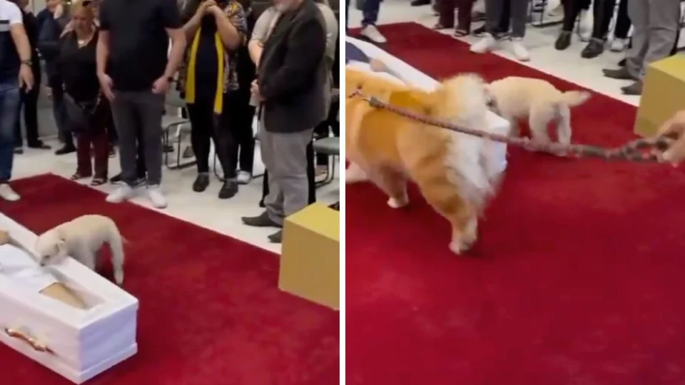 VÍDEO TRISTE: cachorros de Nahim chamam atenção no velório do cantor