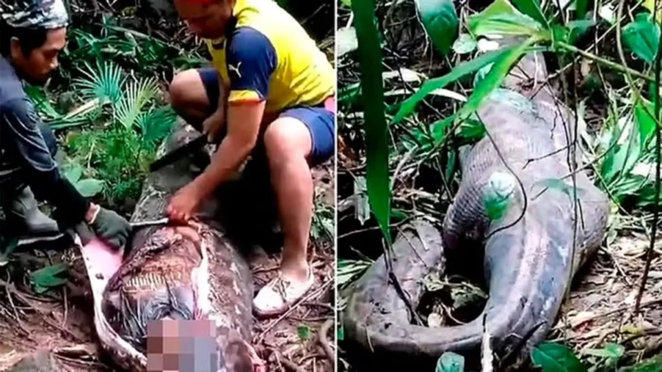 VÍDEO: Corpo de mulher é encontrado dentro de cobra píton gigante