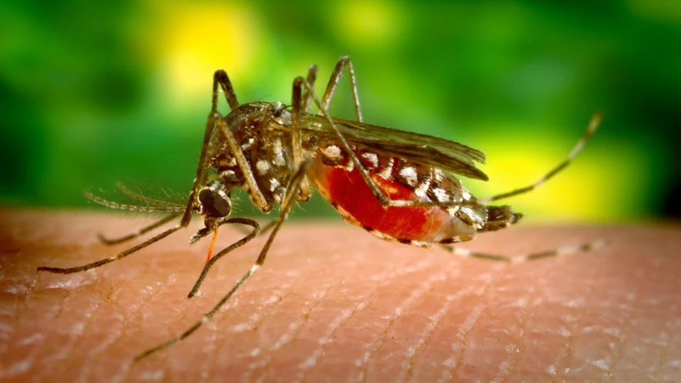 Mais uma cidade do Acre decreta emergência em saúde devido a surto de dengue
