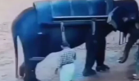 Em vídeo, elefante esmaga e mata treinador que o agrediu com vara