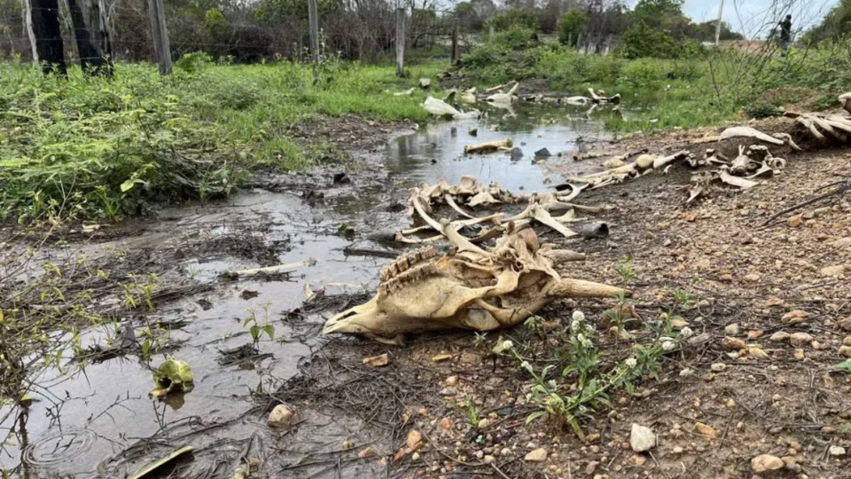 Lagartas devastam pastos e provocam morte de mais de 7 mil bovinos em Roraima