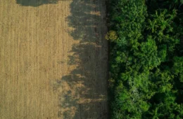 Amazonas: PF investiga grilagem com apoio do INCRA e de cartórios; entenda