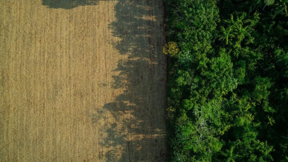 Amazonas: PF investiga grilagem com apoio do INCRA e de cartórios; entenda