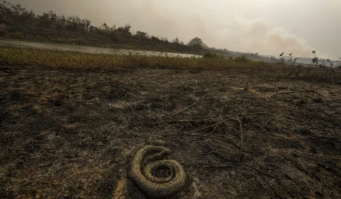 Ministros se reúnem para acompanhar incêndios no Pantanal