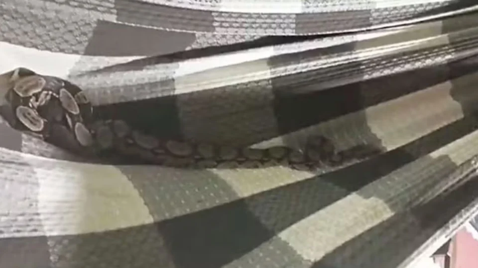 Jiboia é resgatada dentro de rede em casa no Ceará